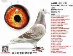 `氂g揁a??颶佈f~E榎髴??PB}	钚铸m荬z俱%0+?W6{1單K撈窉雑D憨F?g?h]j瓆?JT?.?鴪併c?畒悞c殥垽H€o缜Fj?蘺?迷鱀?辊困〒犜/?擨棞l弢uF鼺H_f扱覬?签甞U鵸XN???\gY稡!GU毞榪?3吀C渓D鋛?b=櫜XR_?孄冐{泈?剷HX(鑱旀兂7605)-AYX SPORTS