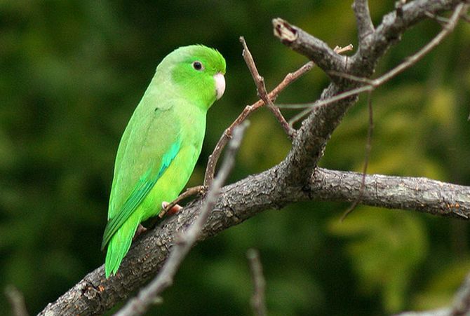 一分钟了解鹦鹉-AYX SPORTS